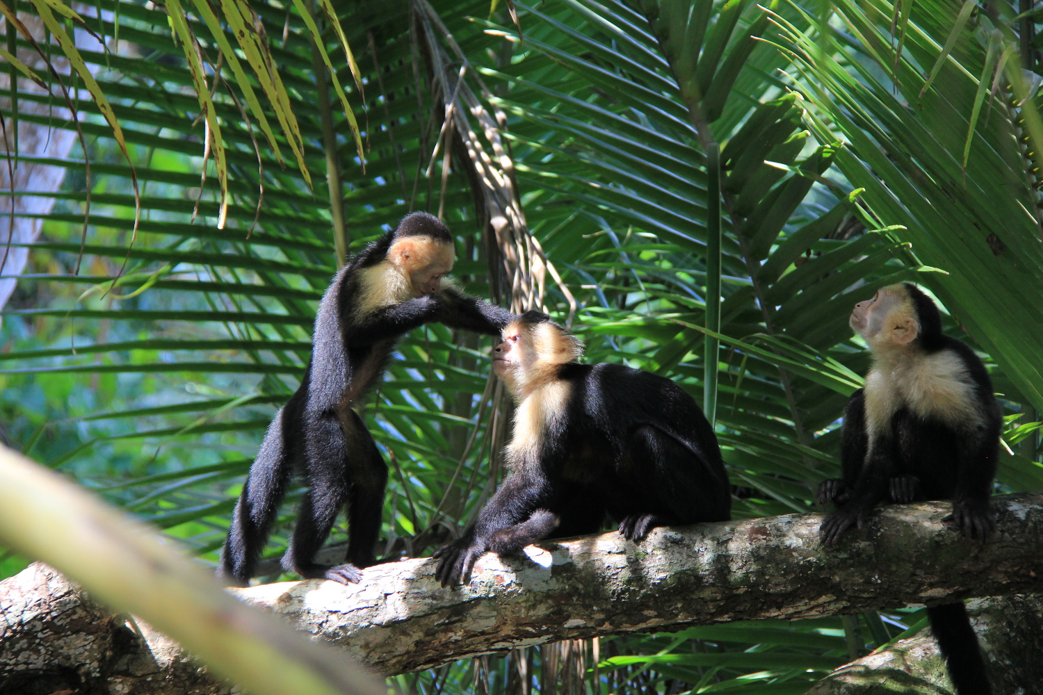 Costa Rica