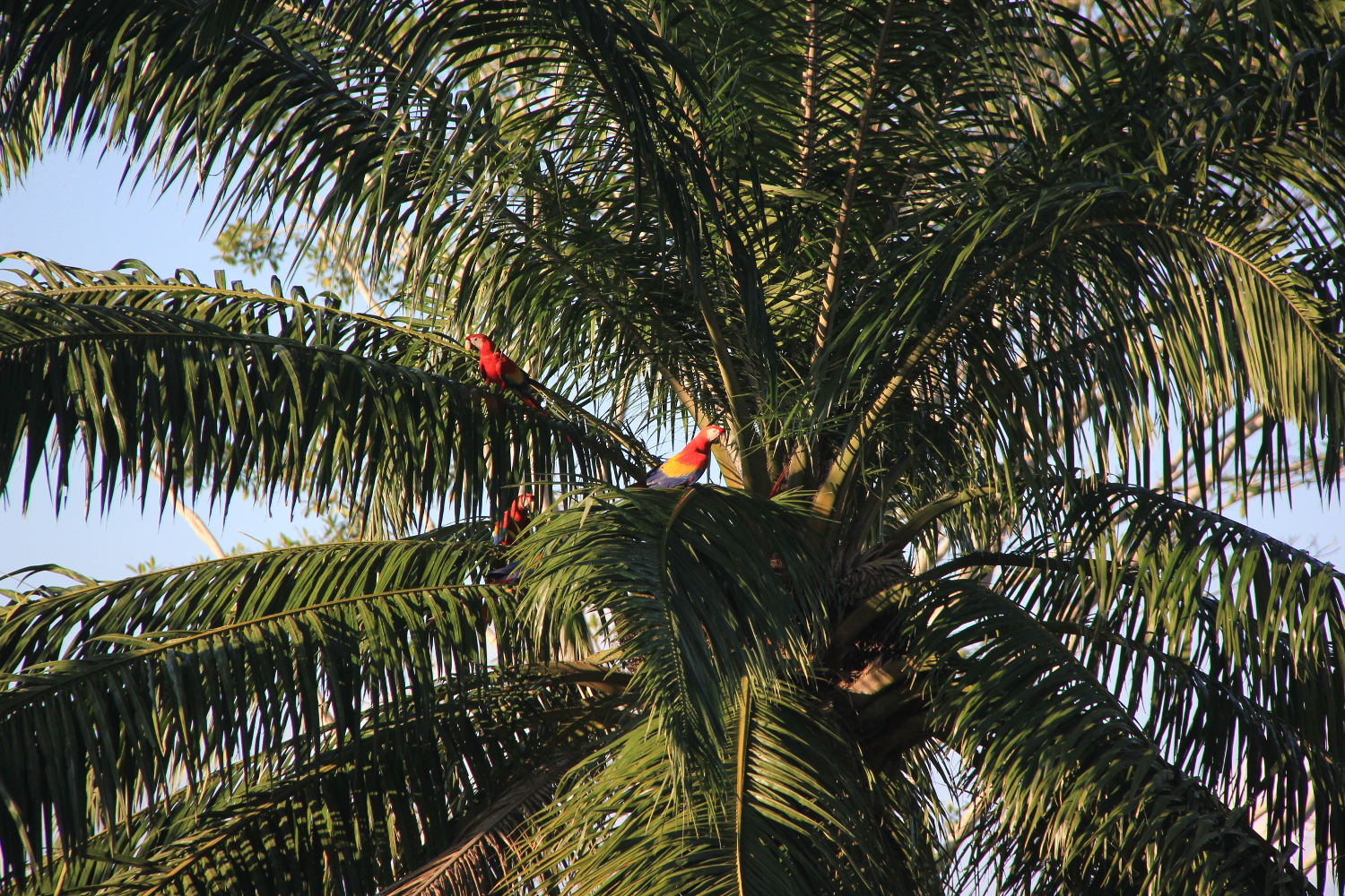 Costa Rica