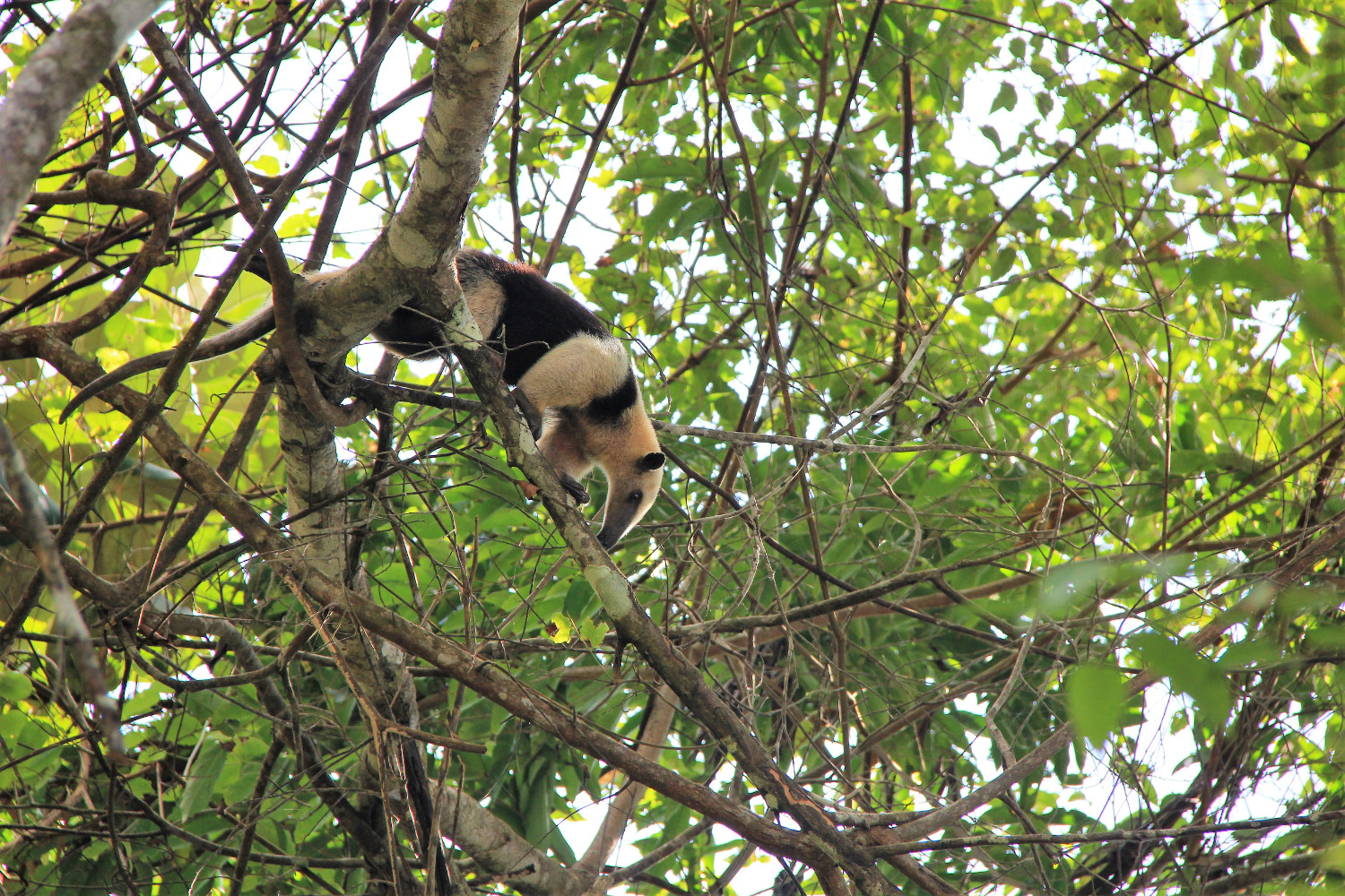 Costa Rica