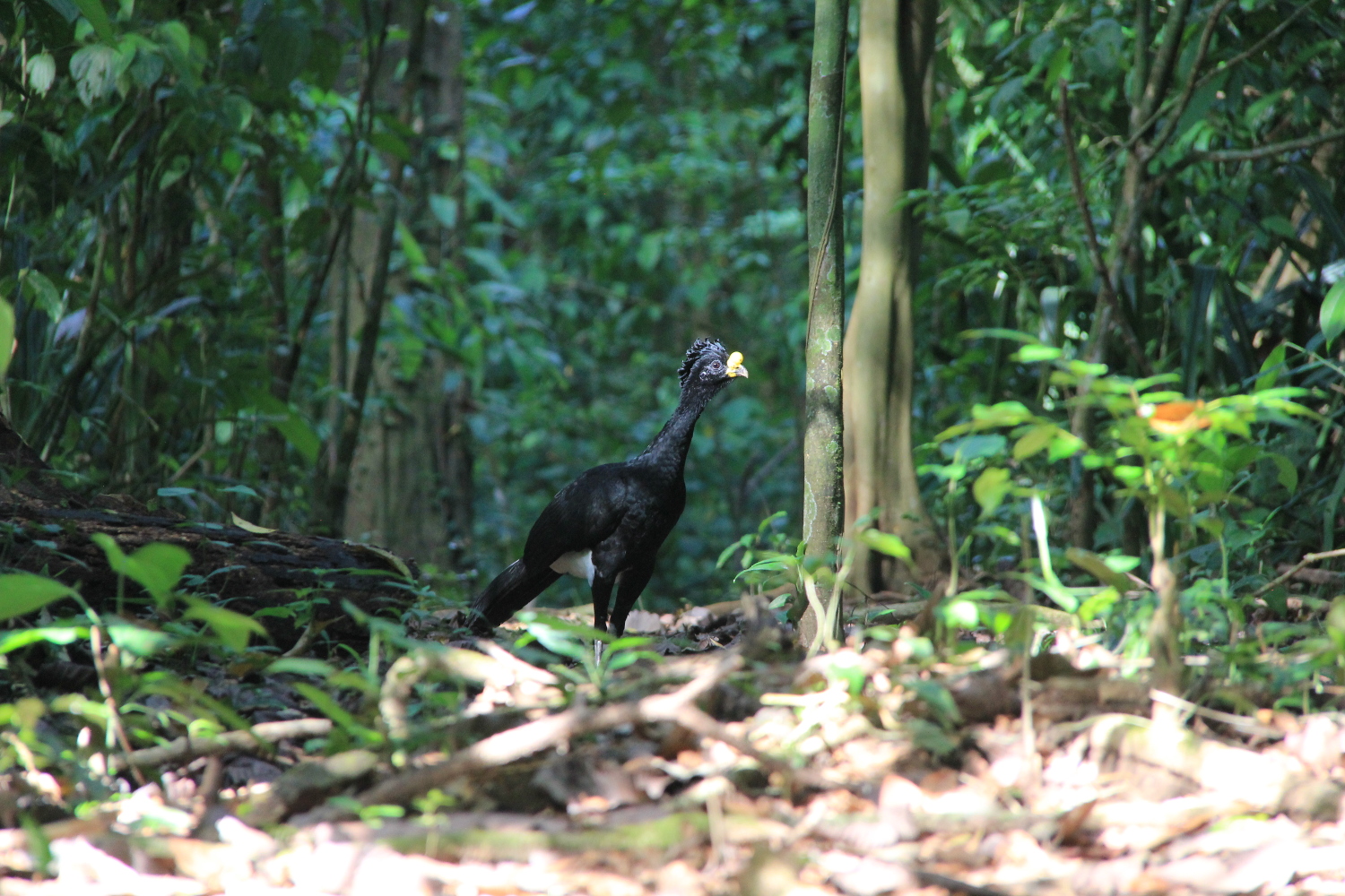 Costa Rica