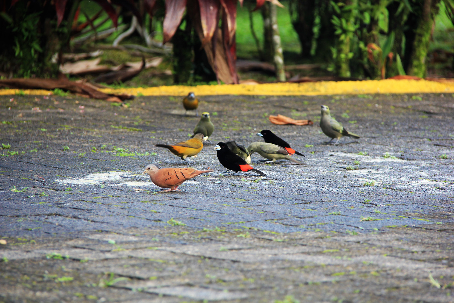 Costa Rica
