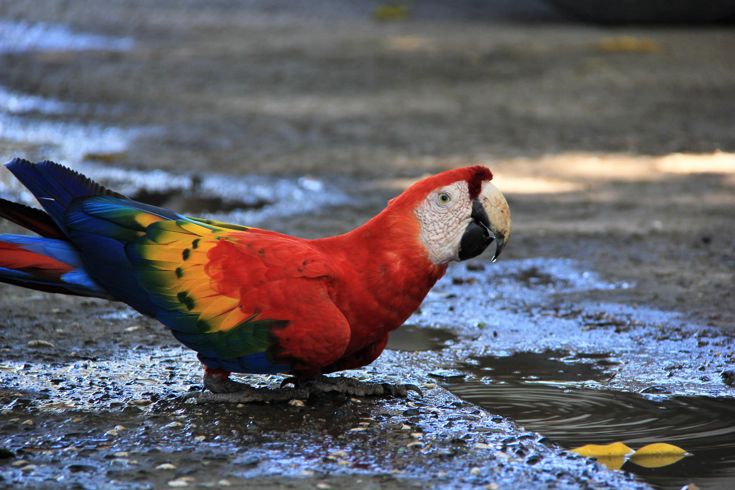 Costa Rica