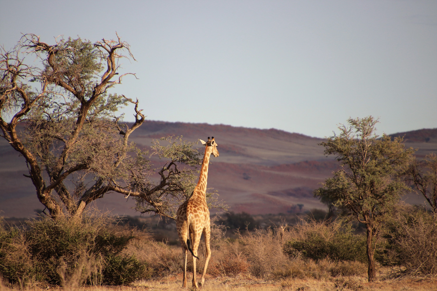 Namibia