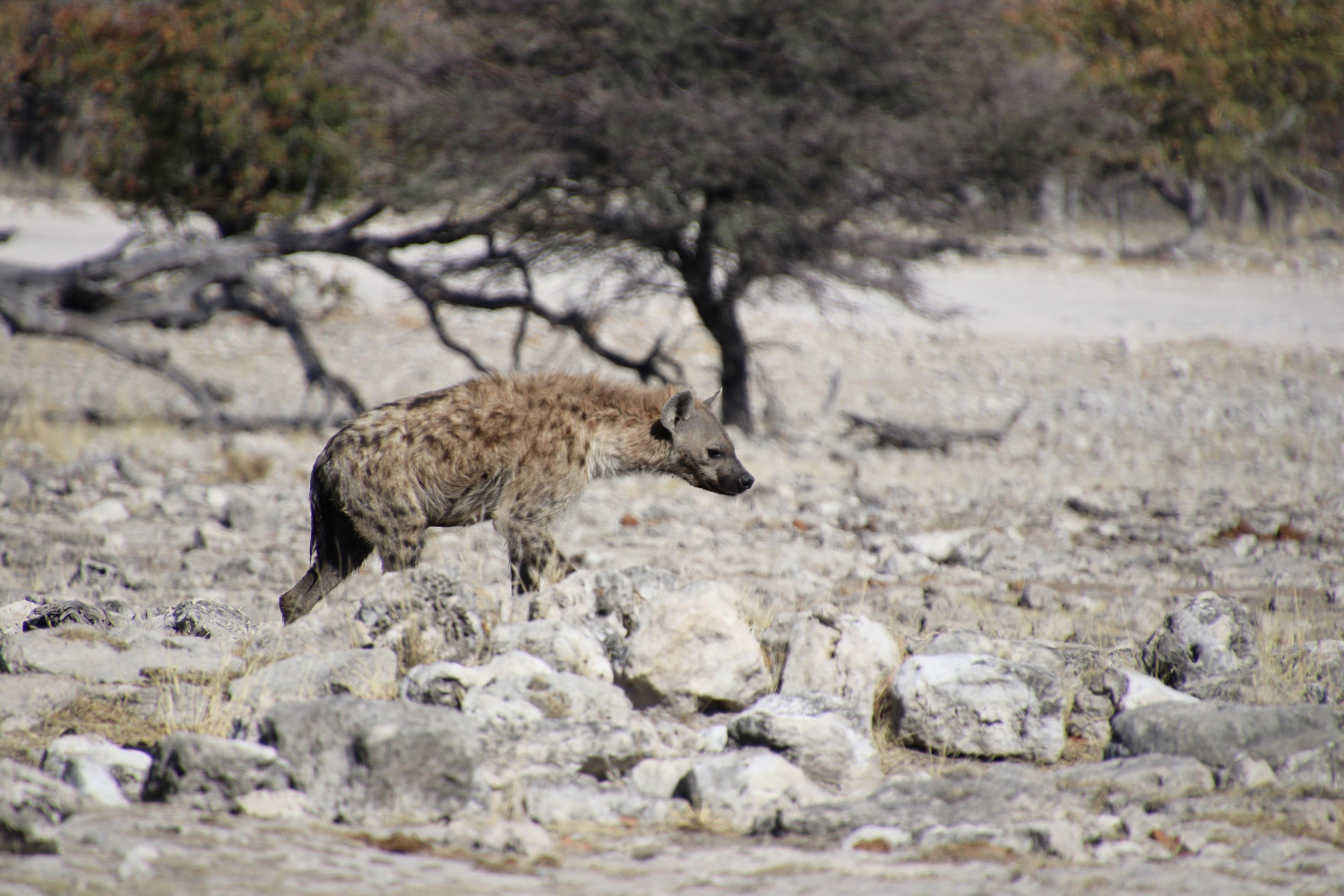 Namibia