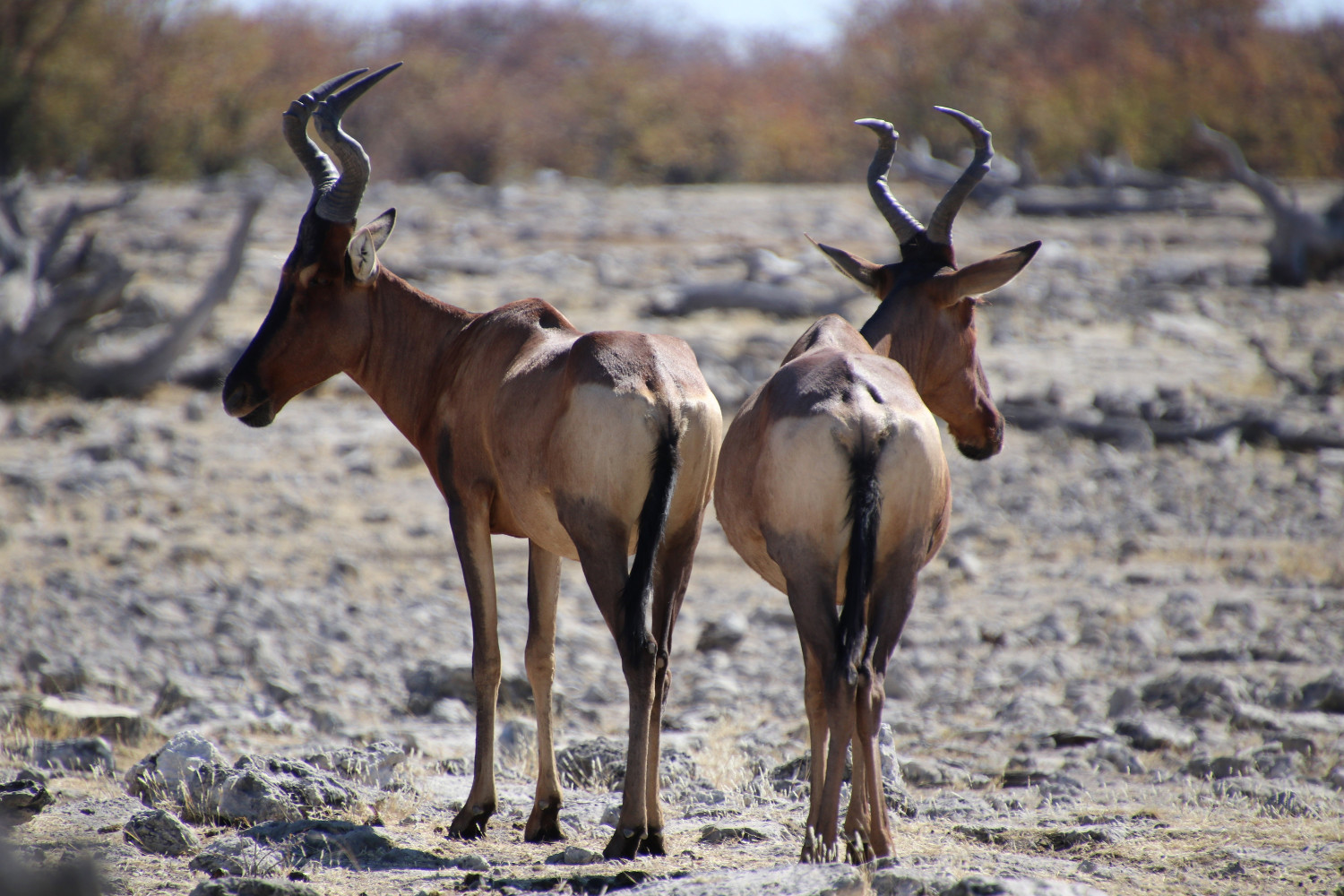Namibia