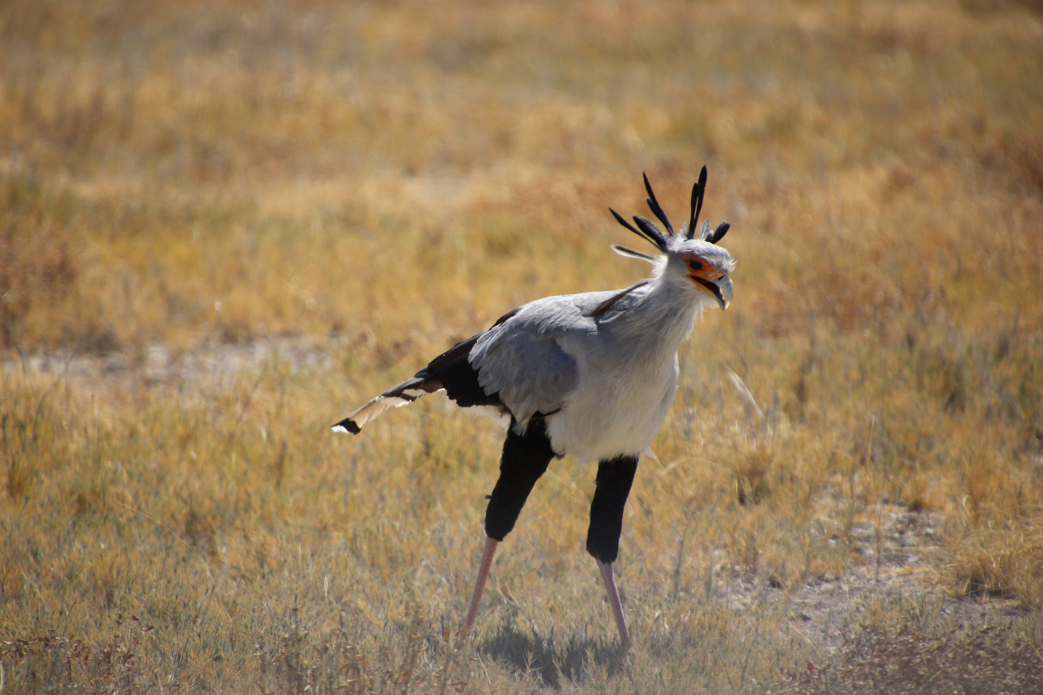 Namibia