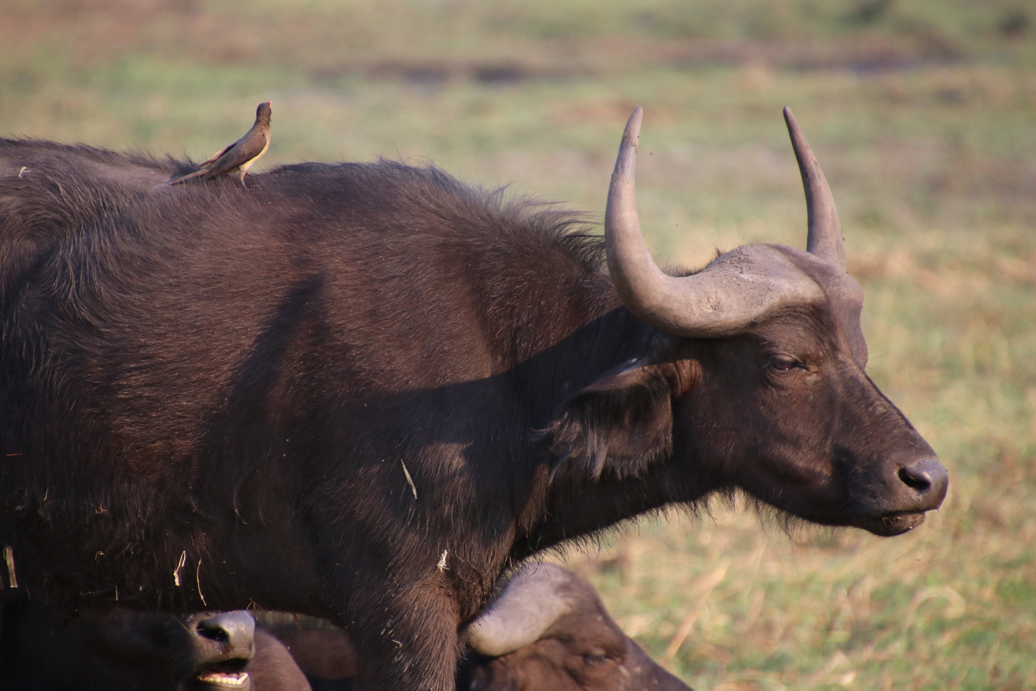 Namibia