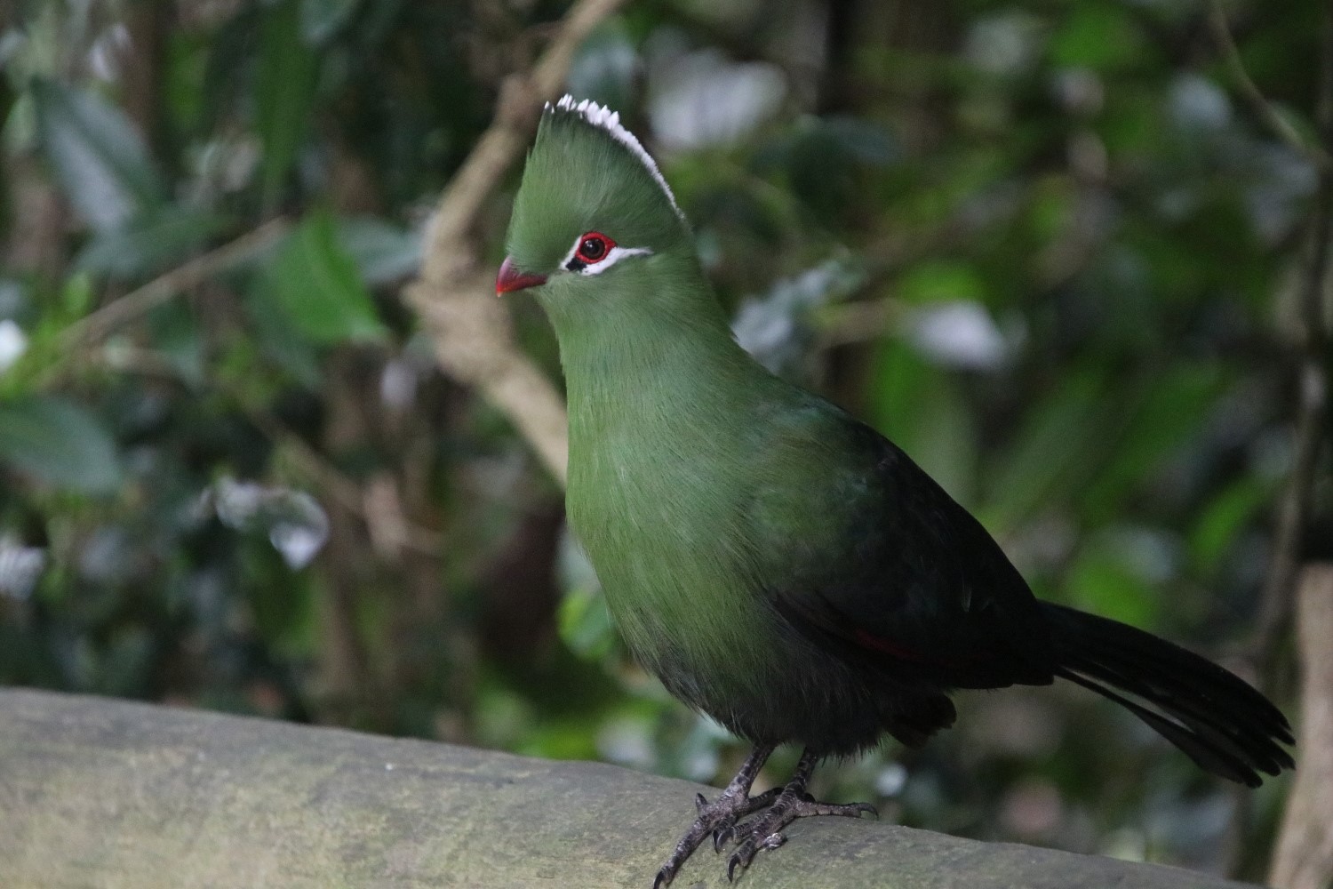 South-Africa