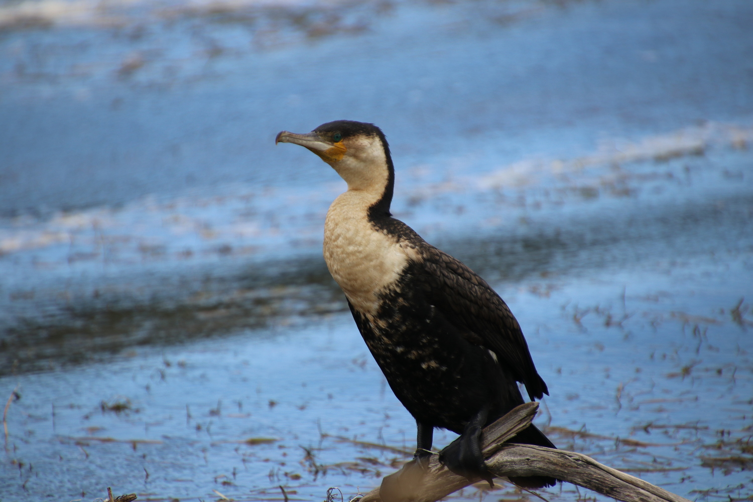South-Africa