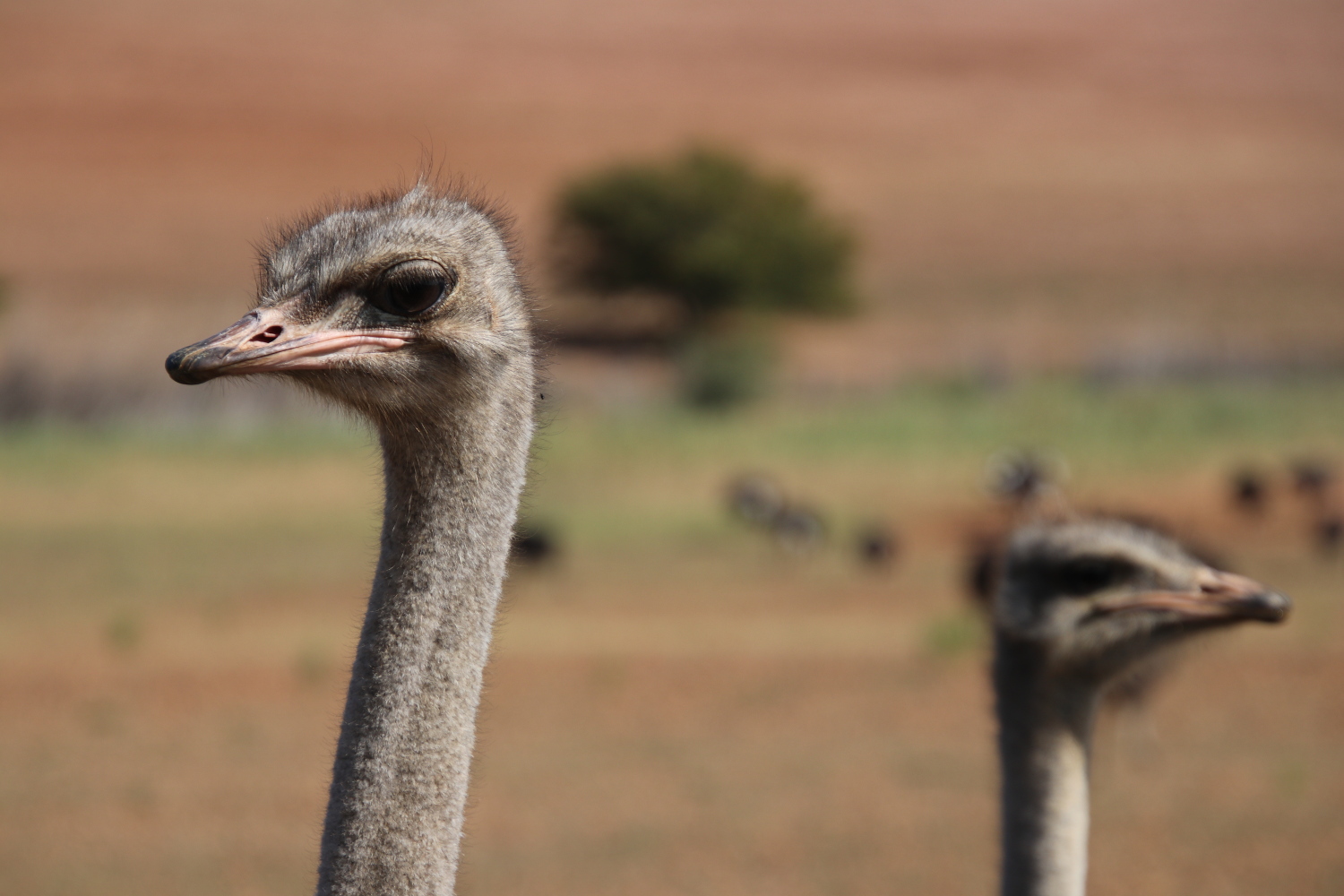 South-Africa