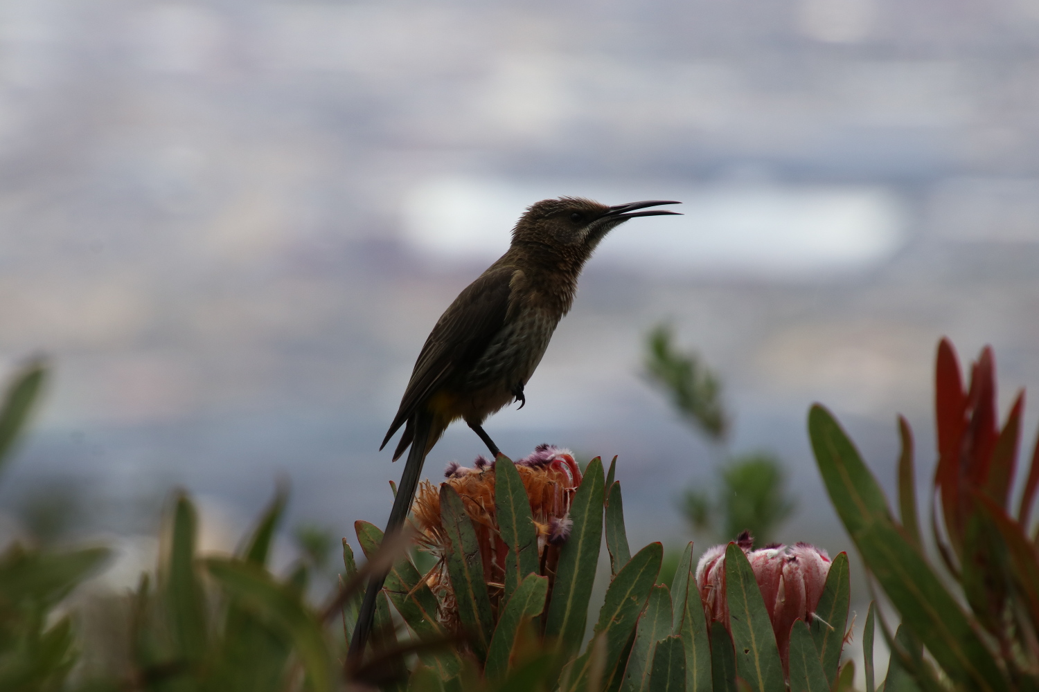 South-Africa